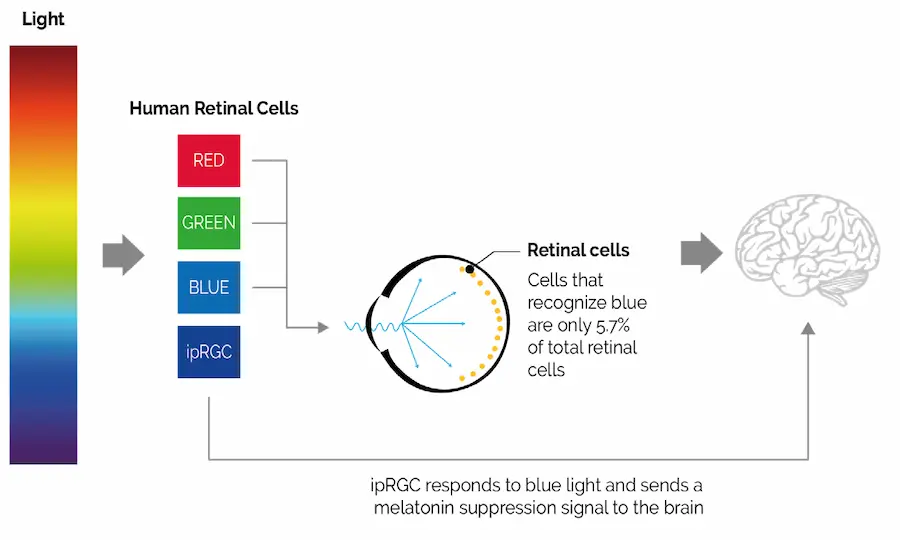 Scientific diagram illustrating how blue light affects retinal cells (ipRGC) and melatonin suppression, showing spectral effects in Human-Centric Lighting and Circadian Rhythm.