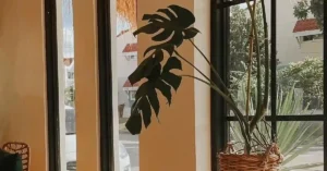 Indoor plant near sunlight window in compact space promoting skincare and wellness.
