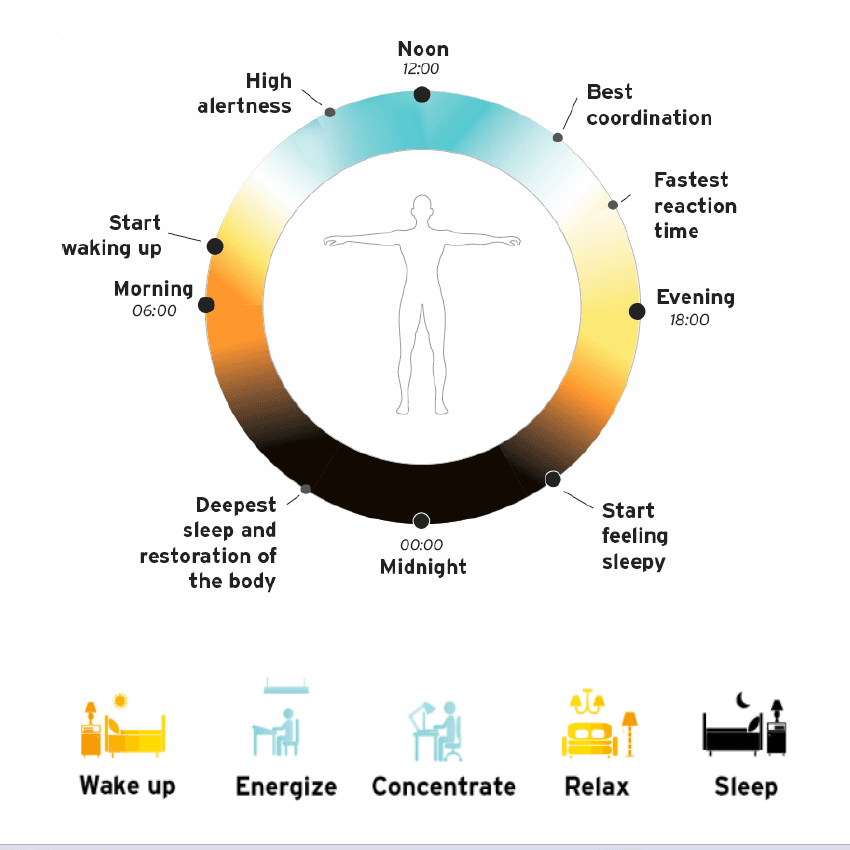 Human‑Centric Lighting with Govee RGBIC Floor Lamp circadian rhythm diagram showing daily biological cycles and light impact